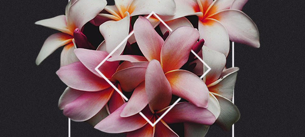 Meadowlark || VH Reviews