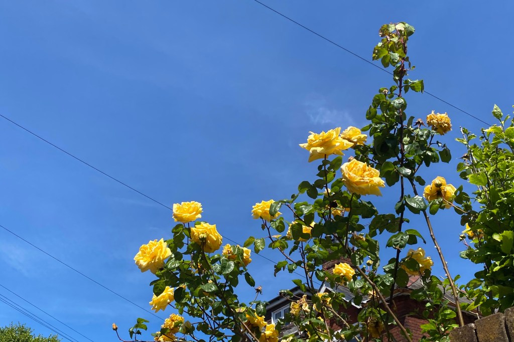 Writing Again (Again) & New Life&nbsp;Goals